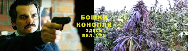 прущие грибы Семикаракорск