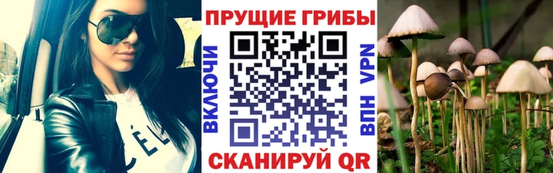 Галлюциногенные грибы MAGIC MUSHROOMS  где найти   Спас-Деменск 